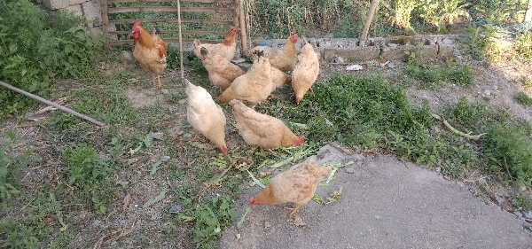 皖南九华山土鸡蛋 乌骨鸡蛋