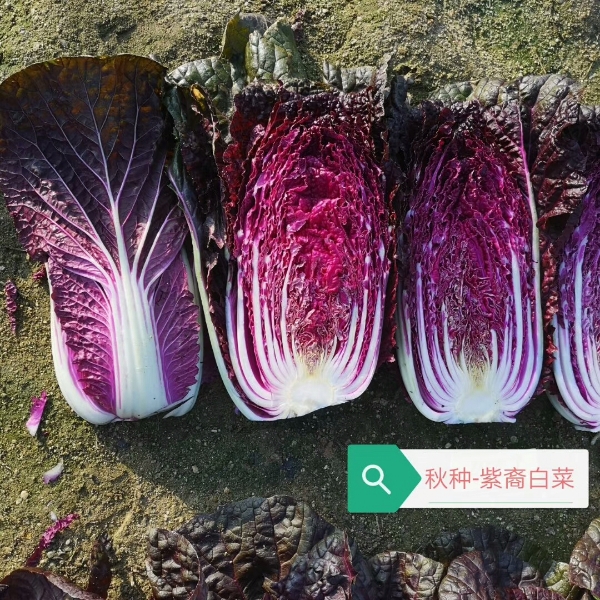 紫裔白菜种子