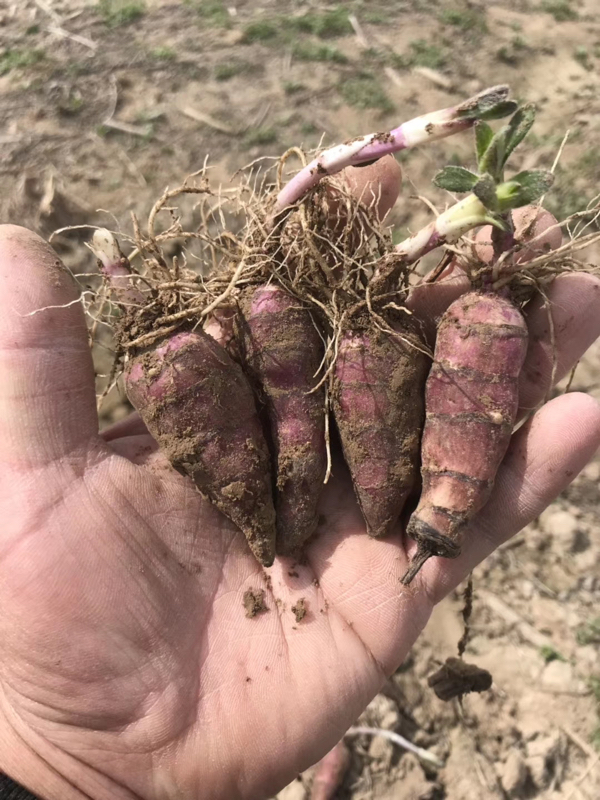 胰岛果 红果菊芋 山东郓城黄河滩区种植