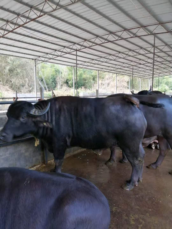 广东茂名，大量水牛提供，价格优惠