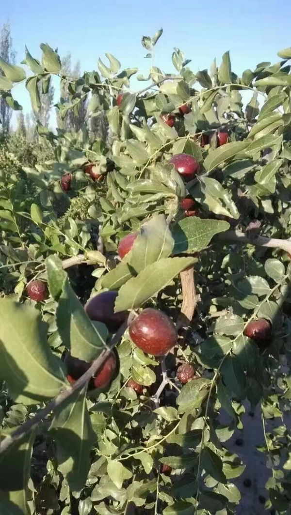 产地新疆库尔勒：冬枣、骏枣、和田枣、吊干杏、核桃