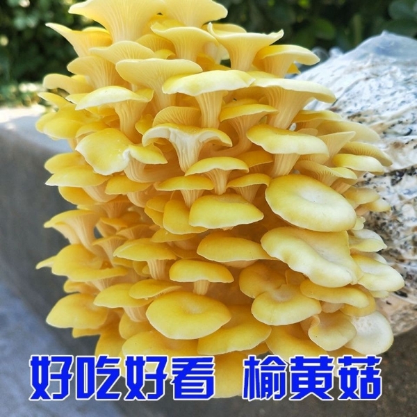 榆黄磨黄金菇黄平菇一级试管母种原种栽培种