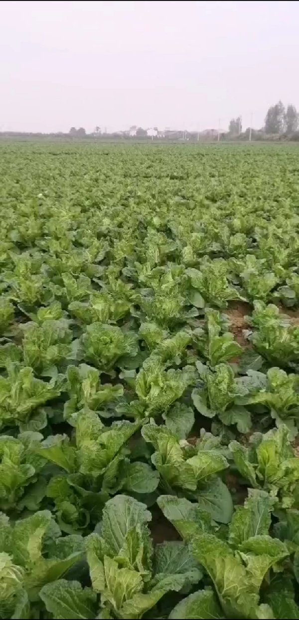 陕西宝鸡眉县大量供应大白菜