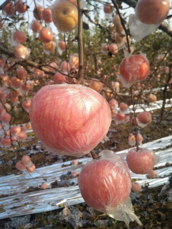 红富士苹果价格，陕西红富士苹果产地批发多少钱一斤