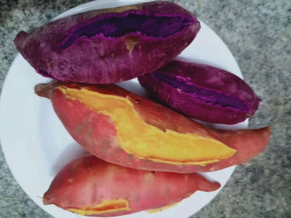 全国红薯紫薯，全年供应，诚信为本