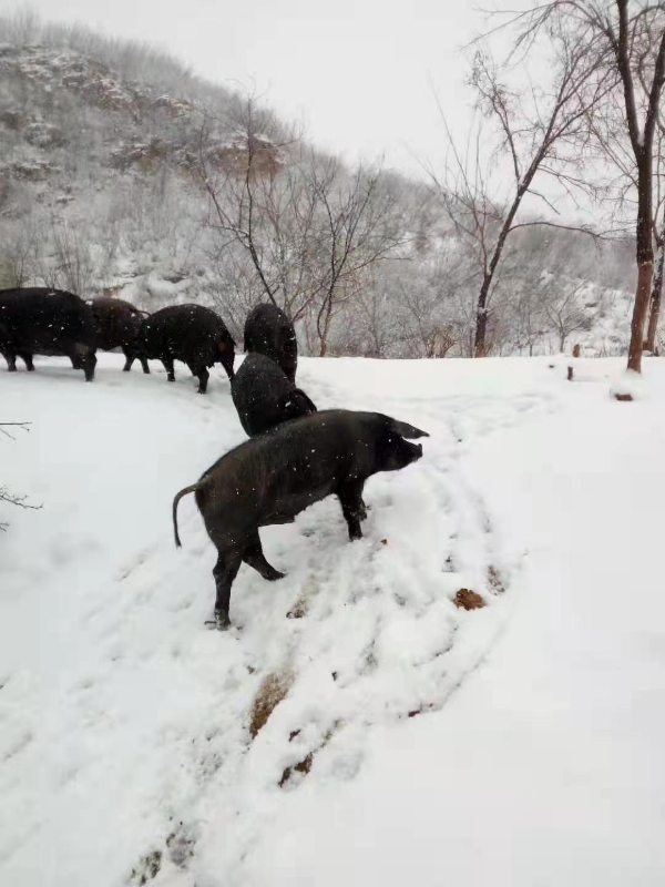 北京黑猪活猪批发，享受高端的舌尖美味