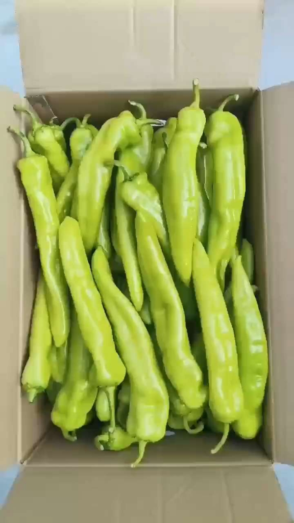 辣椒多品种