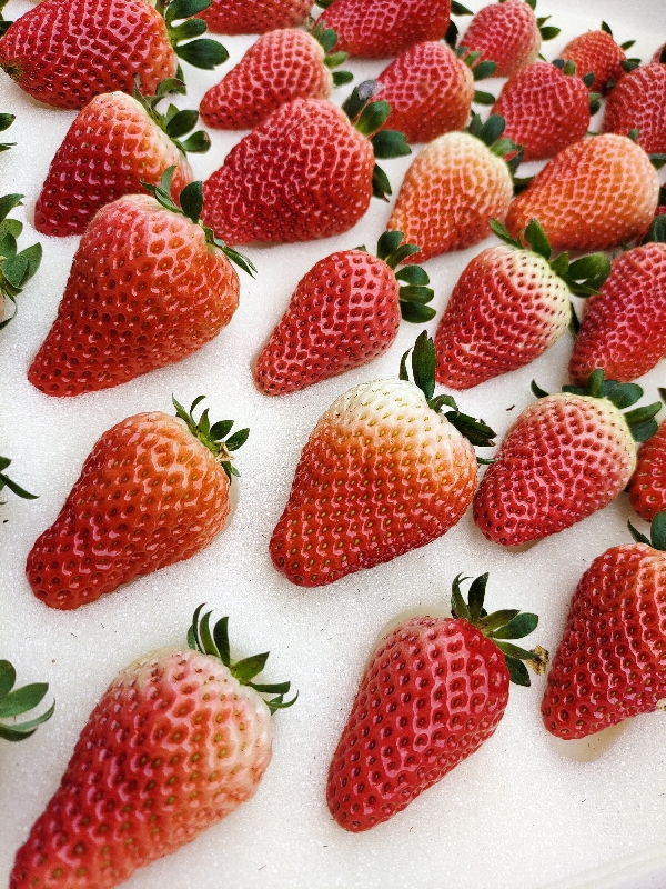 新鲜草莓，红颜久香大量上市