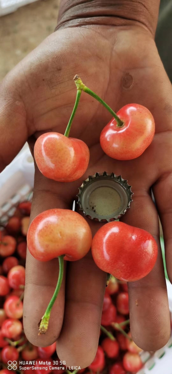 香甜可口大樱桃🍒有多个品种的