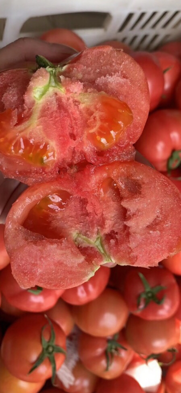 云南西红柿大量上市,货源集中 质量保证，欢迎咨询