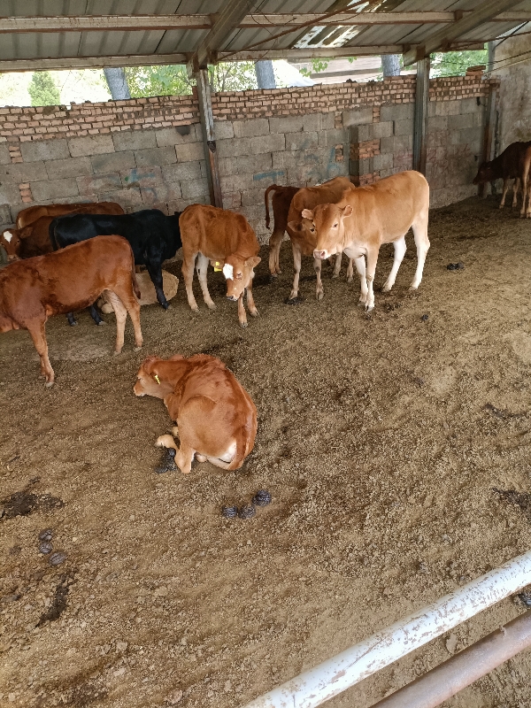 牛，黄牛肉牛西门塔尔牛，大小都有低价出售欢