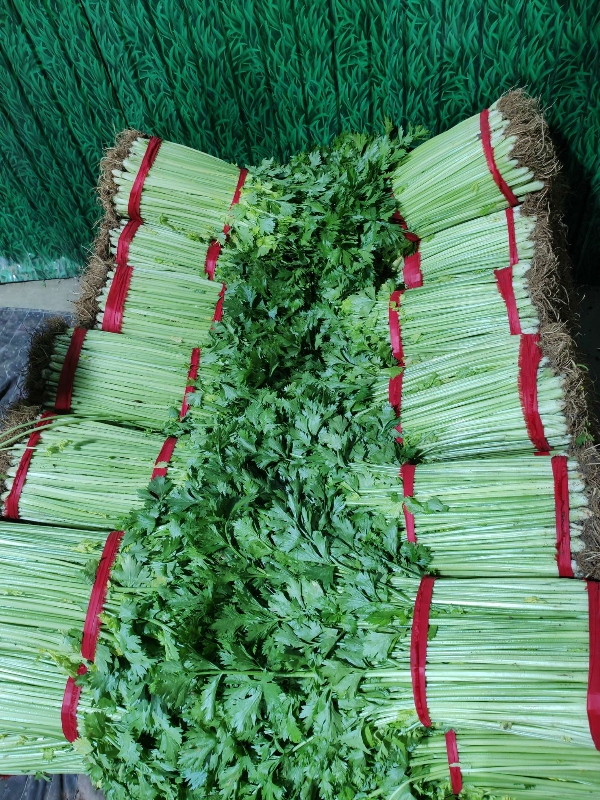 兰陵县精品玻璃翠小芹菜大量供应，