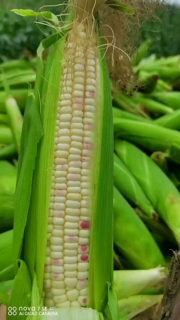 鲜玉米