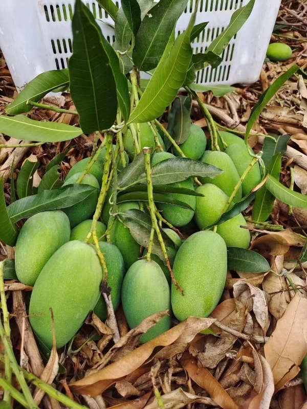 椰香芒果，原汁原味，攀枝花原生态自家果园种植，包邮