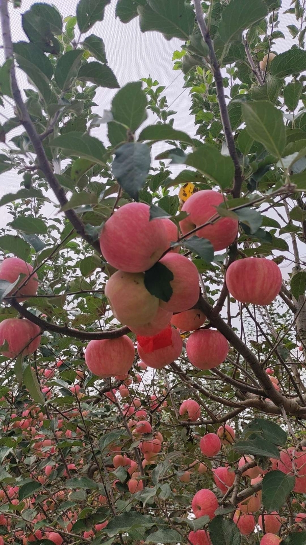 陕西洛川红富士苹果