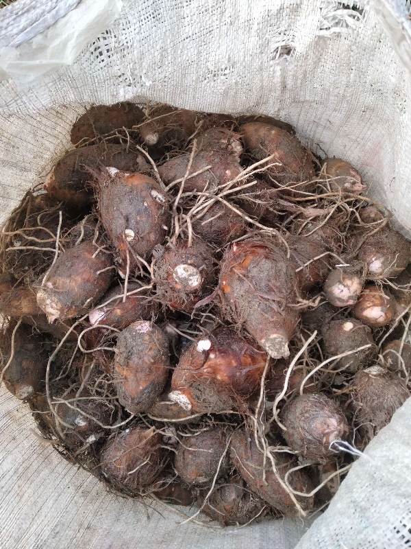 铅山红芽芋，原产地现挖现发货。