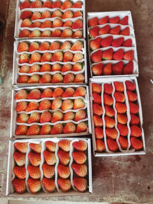 四川凉山露天冬草莓