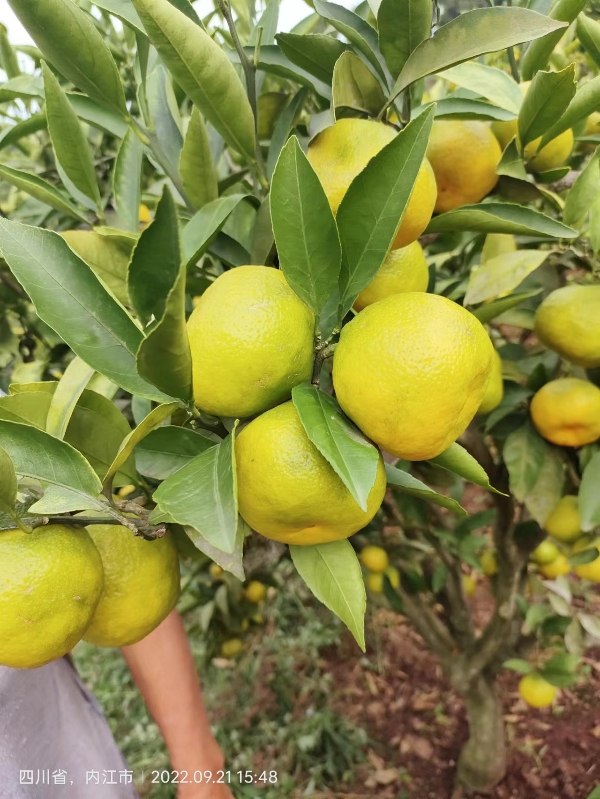 代办，特早，蜜橘