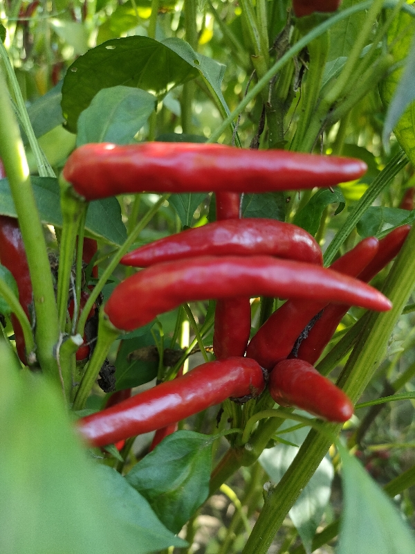 河北威县，百亩新一代朝天椒，高辣，中辣产品质量高。