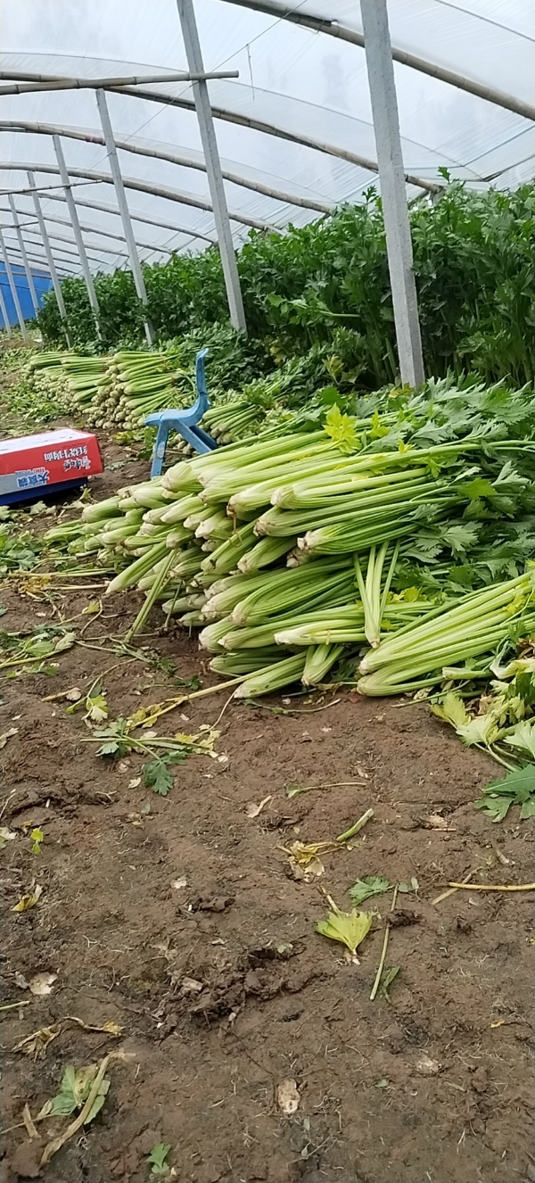 菏泽大黄集西芹