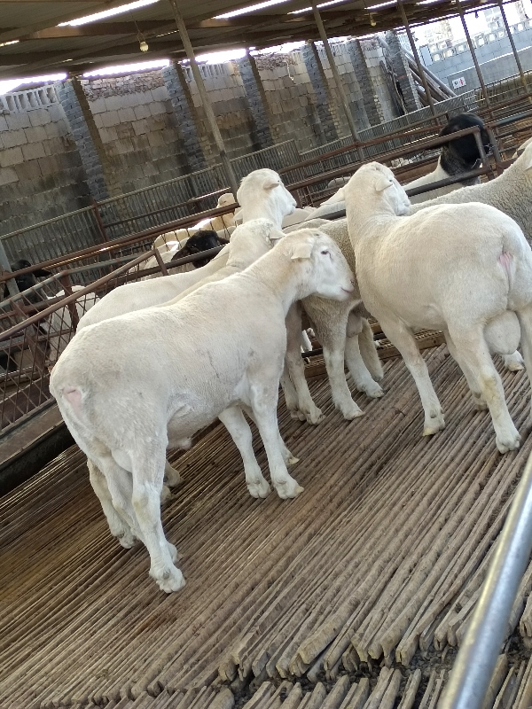 澳洲白种公羊，大小怀孕母羊