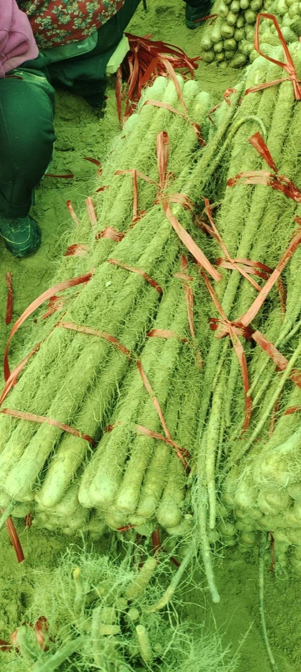 铁棍麻山药