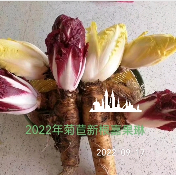 新鲜蔬菜特菜芽球菊苣根玉兰菜根紫色盆栽菊苣丁片