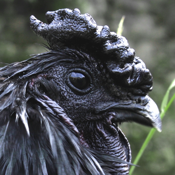 四川达州万源旧院黑鸡，黑鸡蛋，山林散养，纯粮喂养