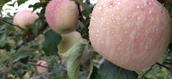 供应苹果,天水富士即将上市，量大质优，13111921942