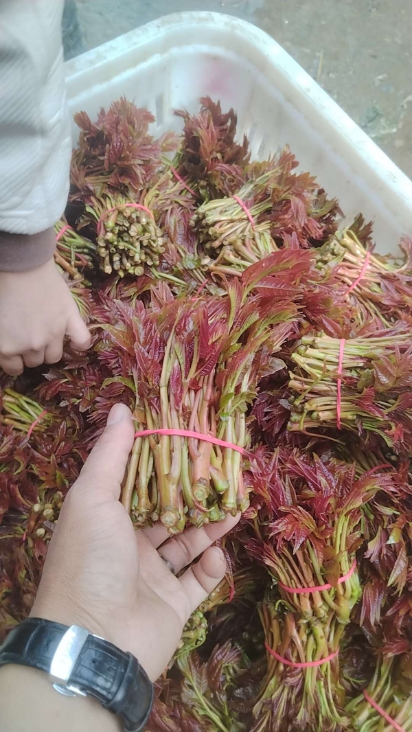 四川达州大竹红油香椿