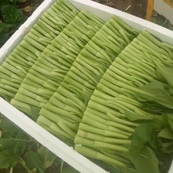 广东菜心种植基地直销，千亩大棚种植基地，价格美丽