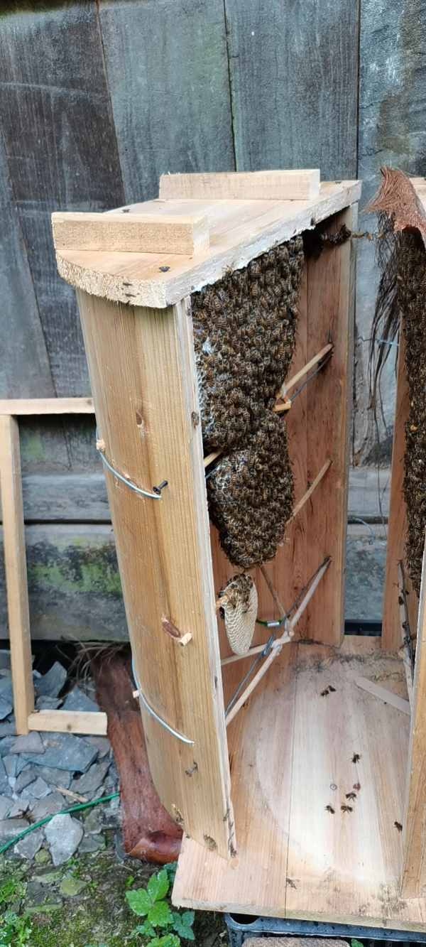 蜂蜜桶 传统养蜂土养圆桶来凤桶，中蜂养殖专利圆桶