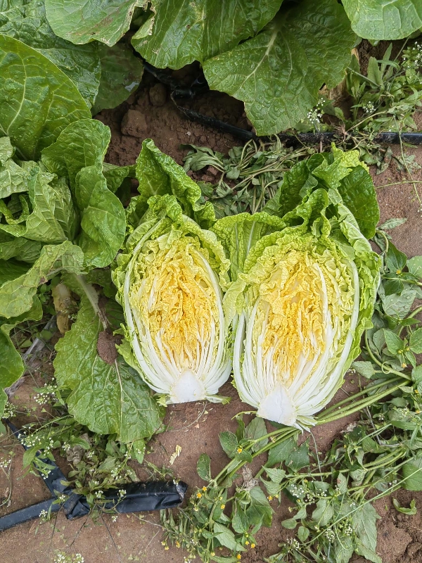 黄心白菜，精品玲珑黄白菜大量上市