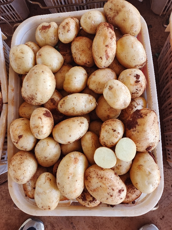 云南新鲜土豆！！！！！！！！！！