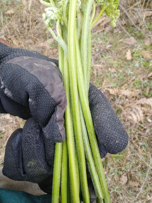 贵州毕节高寒地区蕨菜