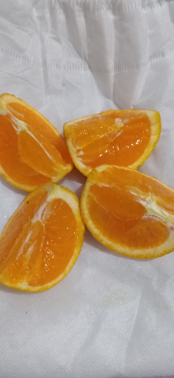 湖北宜昌红橙.伦晚橙。