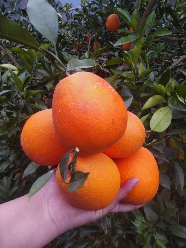 正宗大凉山雷波脐橙，自家地里种植，现订现摘。