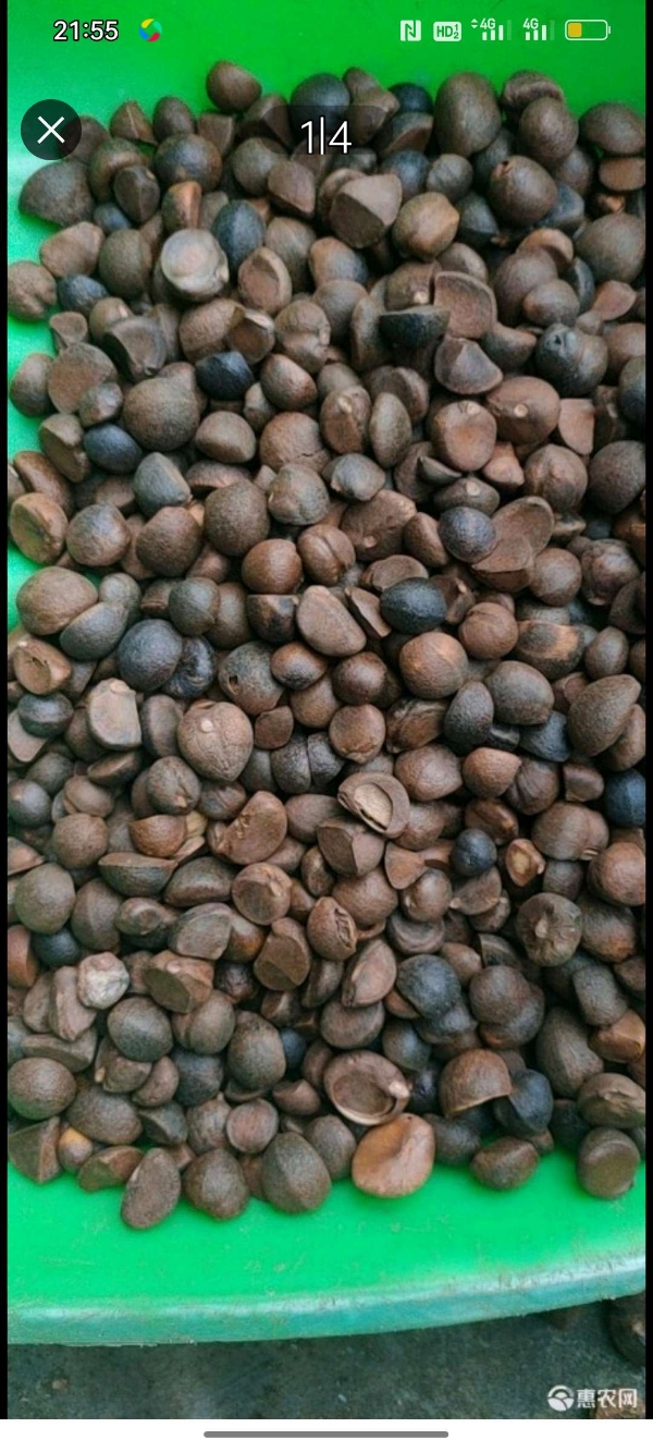 供应油茶籽，供应湖北产小山茶籽