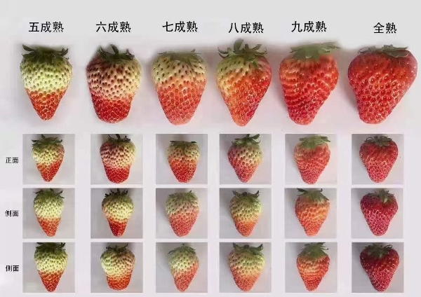 云南四季草莓蒙特瑞草莓供应