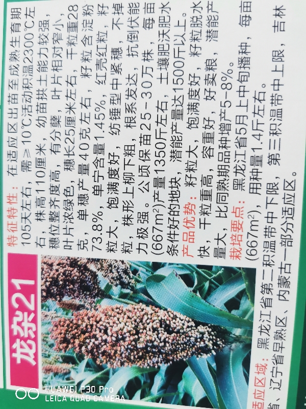 黑龙江省集贤县二九一农场
出售红高粱