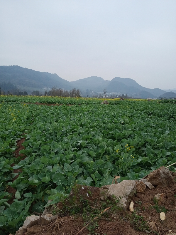 小徐蜜蜂园新鲜蜂蜜蜂花粉蜂王浆