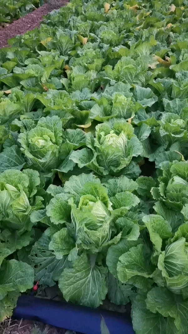 河北省隆尧县赐丰家庭农场种植大葱，西兰花，大白菜。