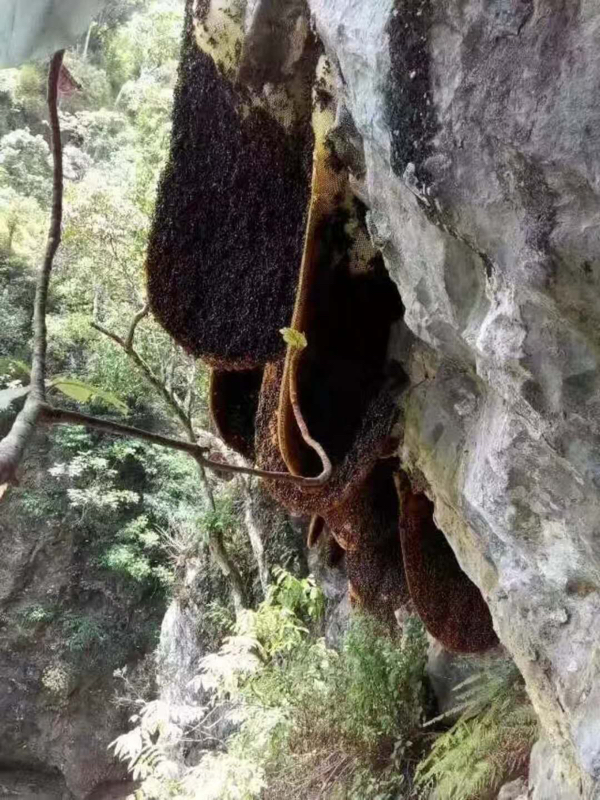 西双版纳蜂蜜 纯天然 老蜂蜜新蜂蜜