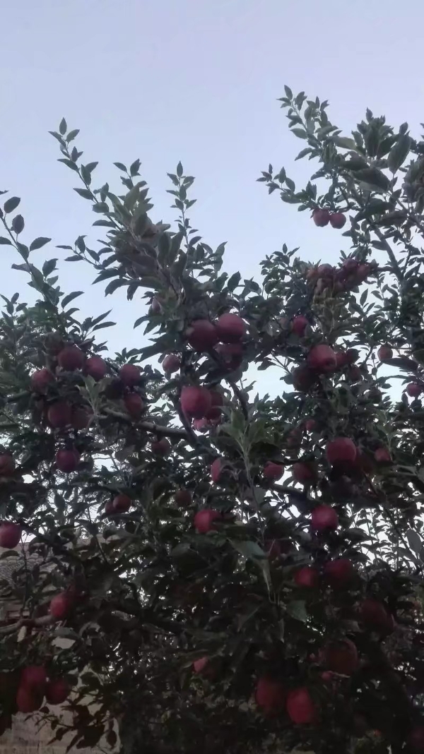 甘肃省天水市秦安县苹果🍎花椒种植园