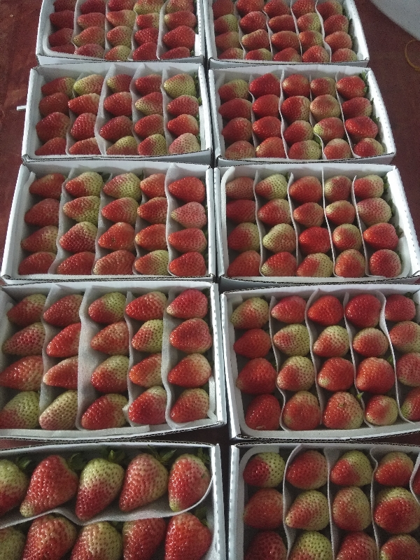 草莓种植户