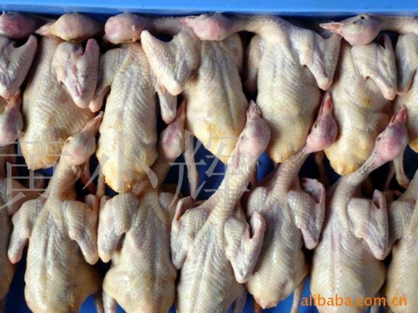 云南乳鸽 肉鸽长期大量供应，可批发可零售