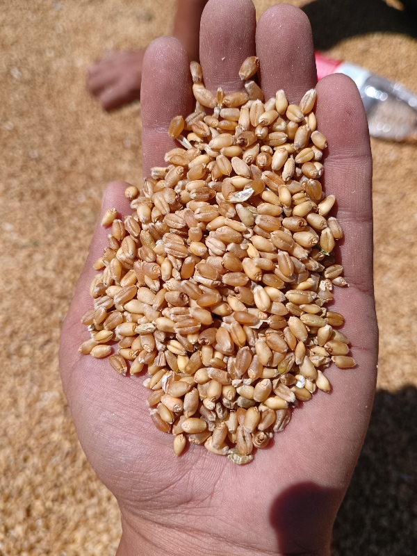 新疆本地小麦 玉米  需要的联系