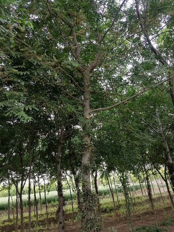 大刺红皮皂角树