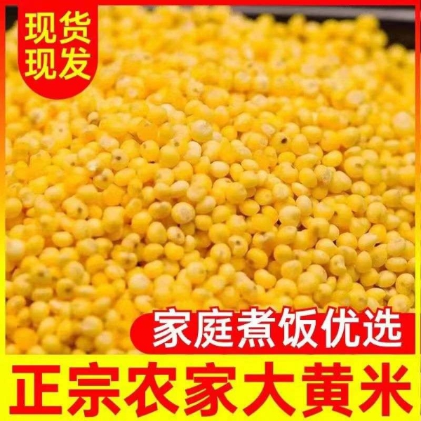 工厂直供大黄米货源充足保质保量欢迎到厂详谈