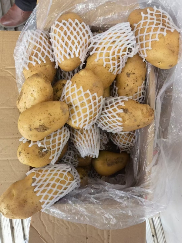 荷兰土豆大量批发中
电话18763315553